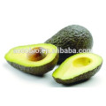 Best seller 100% Natural Avocado extract / Best price Butter fruit extarct powder 10: 1 / Persea americana extract aguacate oils